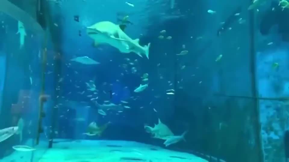 逃离月日森林